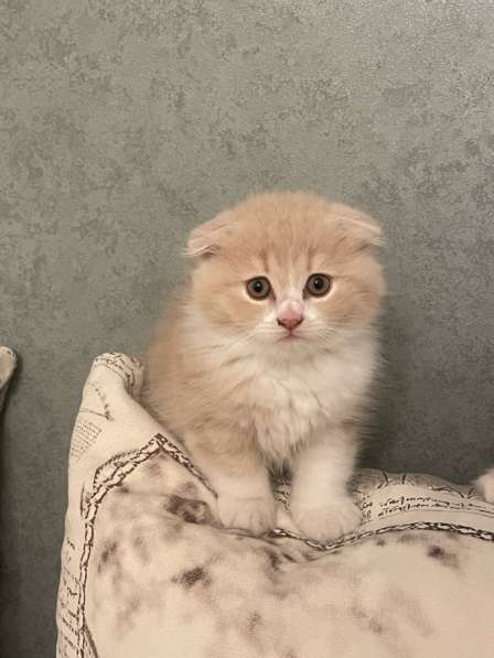 Шотландские котята в Ростове-на-Дону фото 5