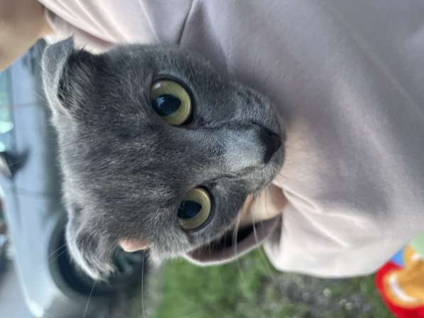 Котенок
