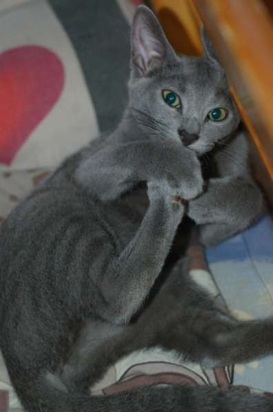 Котята русской голубой кошки в Санкт-Петербурге