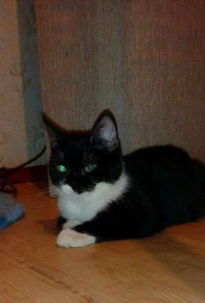 Отдам даром Маленький подкидыш в Санкт-Петербурге фото 4