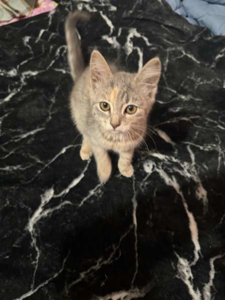 Отдам котенка