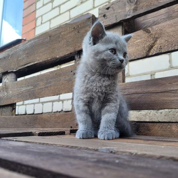 Котята страйт и фолд, 2 мес. Ищут своих мам и пап в фото 5