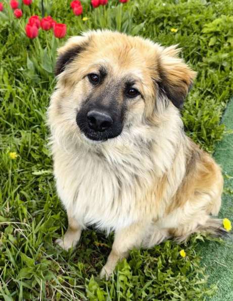 Пушистый пёс Джек ищет дом