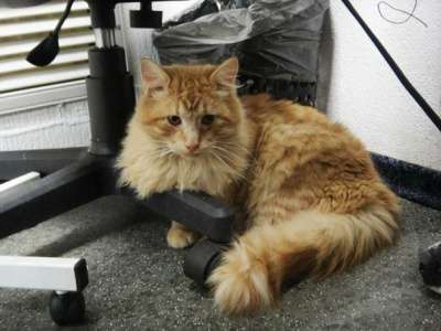 Отдам даром Рыжий красавец Марк в Санкт-Петербурге фото 3