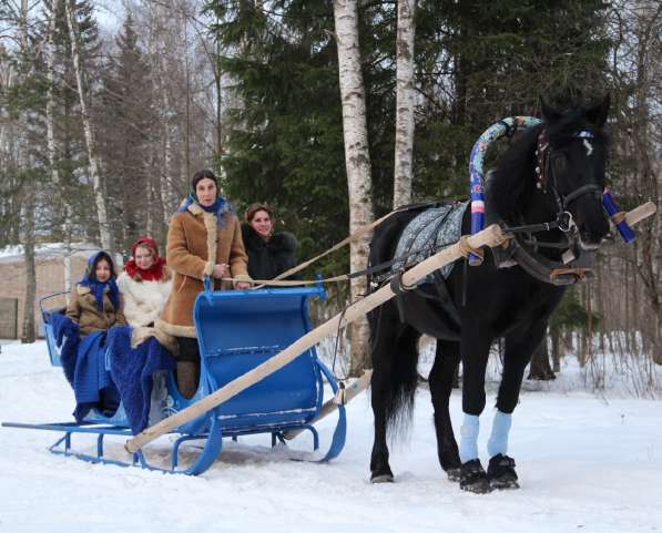 Конные прогулки на санях в Мытищи фото 6