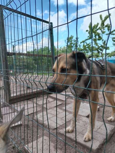 Домашний пёс-потеряшка ищет новую семью в Санкт-Петербурге фото 8