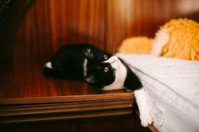 Отдам даром Удивительная кошка Боня в Санкт-Петербурге фото 3