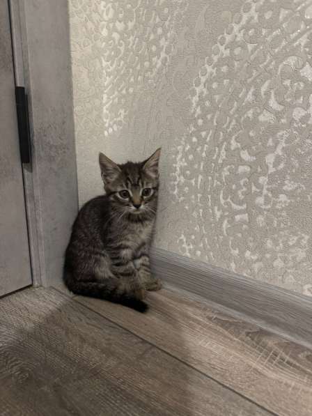 Котята в добрые руки в Белгороде фото 3