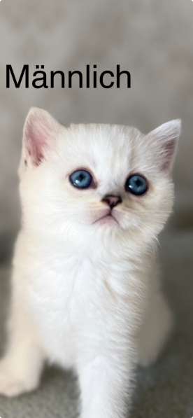 Reinrassige BKH Kitten mit blauen Augen в фото 7