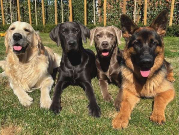 Puppies of different breeds в фото 18