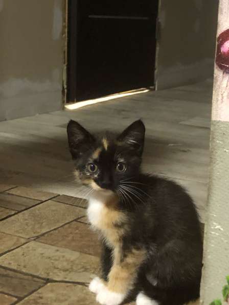 Отдадим котят в добрые руки