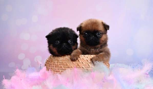 Мини девочки пти-брабансон в Москве