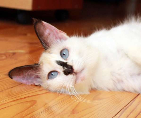 Кошка в добрые руки в Калуге фото 11