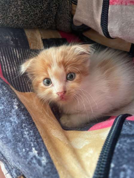 Вислоухи котенок бесплатно мальчик в Новочеркасске