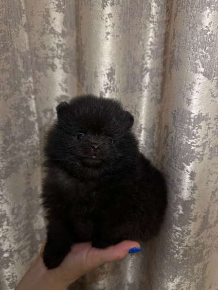 Померанский шпиц в 