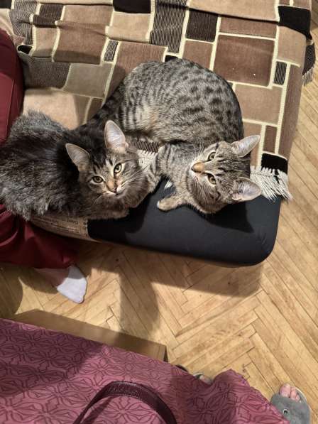 Котята - подростки ищут дом в Москве фото 3