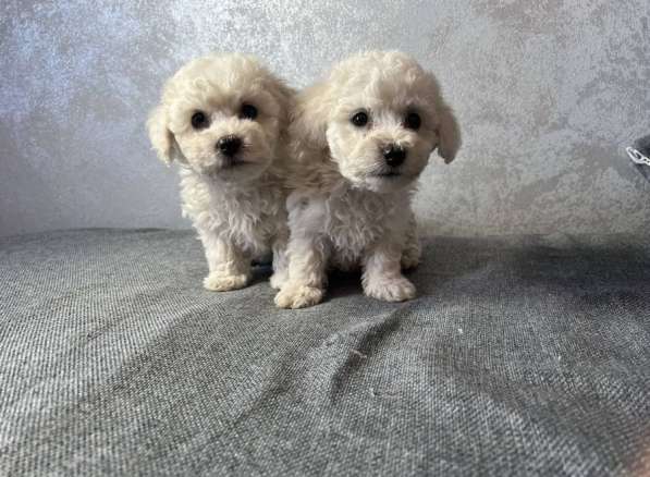 Бишон фризе