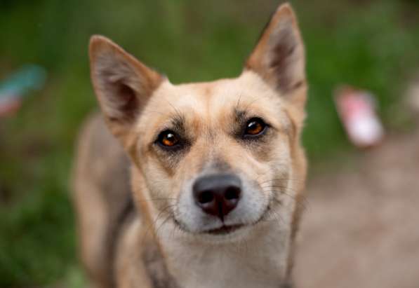 Бетти — та самая, Ваша идеальная собака в Москве