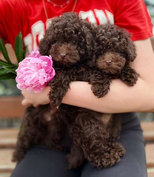 Toy poodle puppies в 