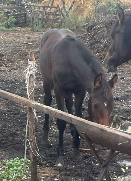 Лошадь в Нальчике фото 3