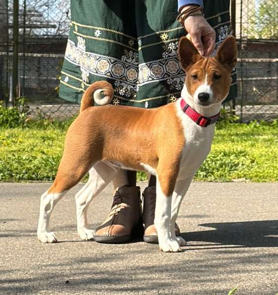 Basenji puppies ответственных и активных владельцев