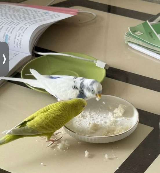 Попугаи в Ростове-на-Дону