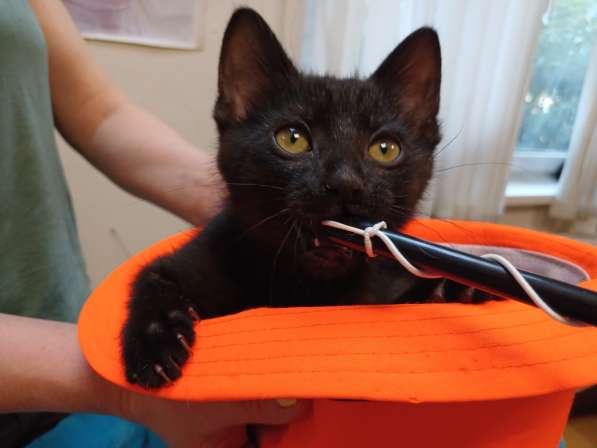 Черный игривый котёнок ищет дом в Санкт-Петербурге фото 9