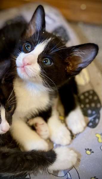 Котята ориентальной кошки в Самаре фото 6