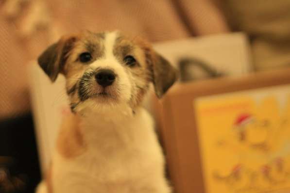 Щенок Джек Рассел терьер в Йошкар-Оле фото 6