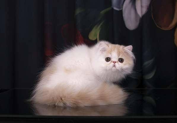 Персидский котик в Одинцово
