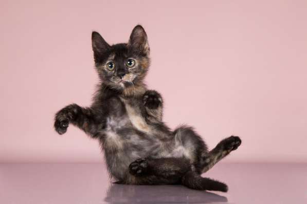 Черепаха ищет дом в Москве фото 3