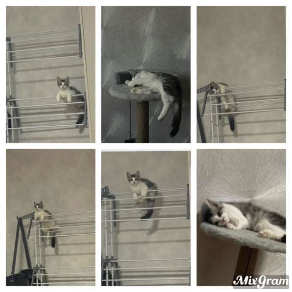 Тишка в Казани фото 3