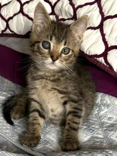 Особенный котёнок Гномик в самые добрые руки