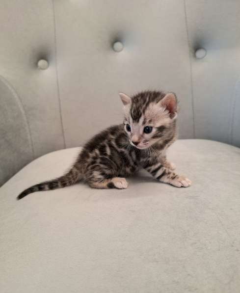 Бенгальские котята