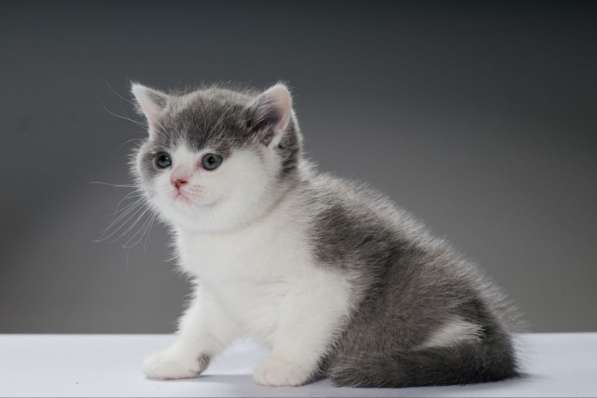 Британский короткошерстный котенок в ваши руки