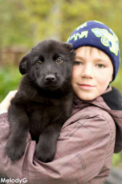 Щенок, мальчик 4 месяца в добрые руки