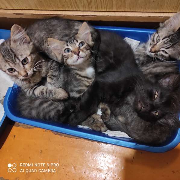 Котята в добрые руки в фото 10