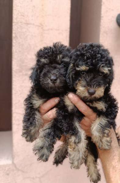 Toy poodle. Phantom boys в 