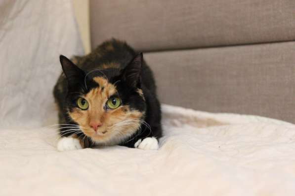 Трёхцветная красавица Лапушка в дар! в фото 10