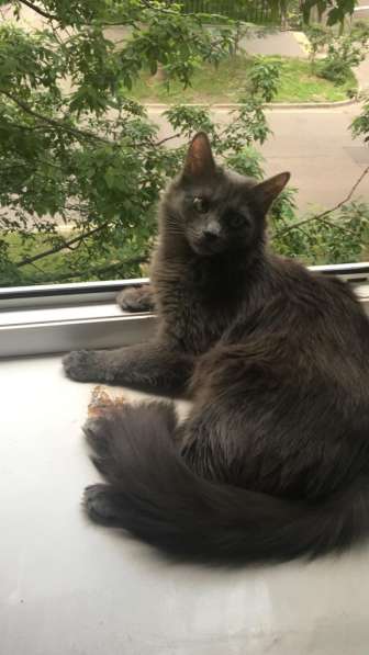 Отдам котиков в добрые руки в Москве фото 5