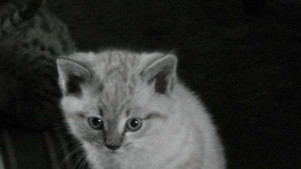 Котята в Омске фото 4