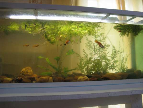 Продам аквариум, надёжный и крепкий, усиленный в Самаре фото 8