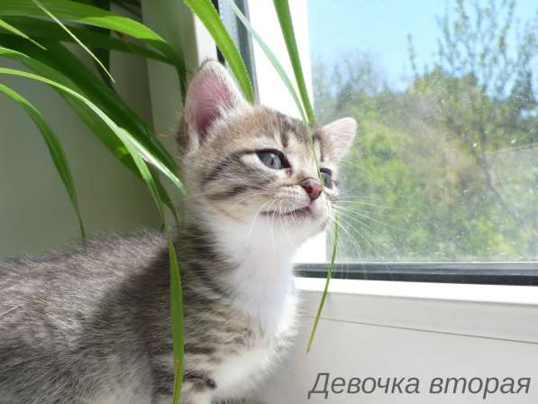 Котята Севастополь. Прекрасная девочка в добрые руки! в Севастополе фото 25