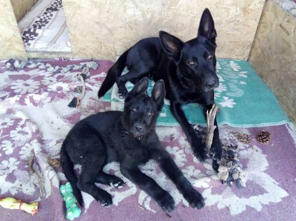 Черные и черно-рыжие щенки немецкой овчарки с документами в Севастополе фото 4