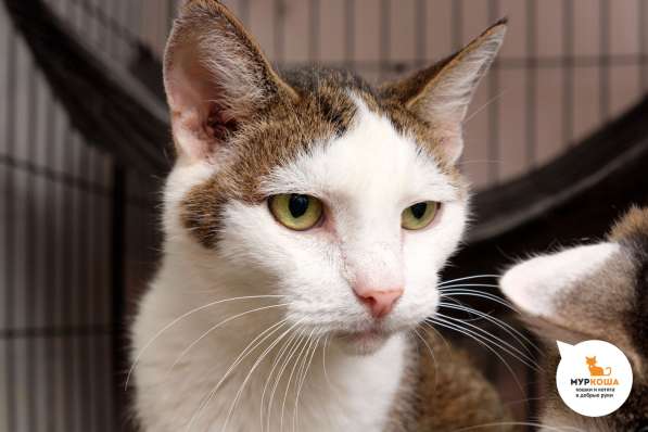 Котик Даймон в Москве