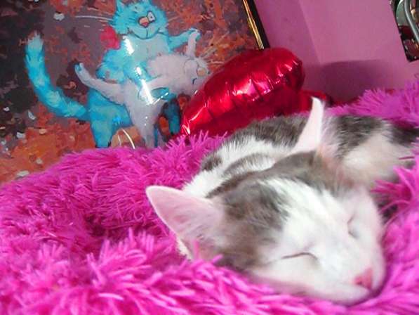 Анатолийский котенок - девочка 6 мес. Лоток знает в фото 7