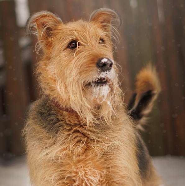 Мухтар ищет семью в Москве фото 40