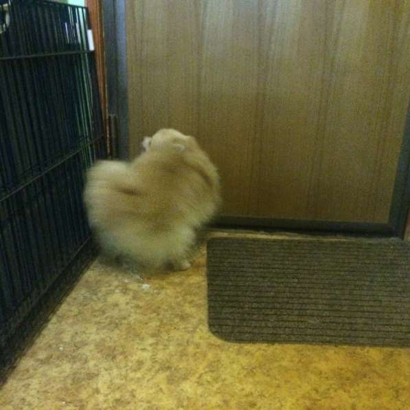 Шпицемальчик собака-улыбака в Москве фото 7