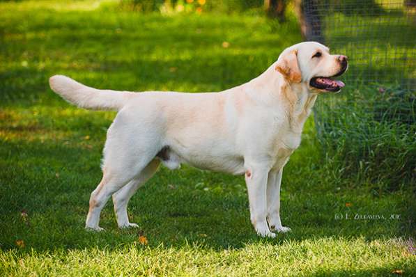 Щенки лабрадора из питомника в Белгороде фото 10