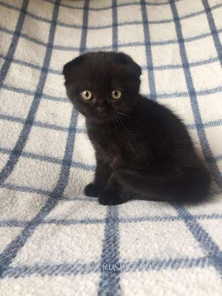 Проданы в Краснодаре фото 5